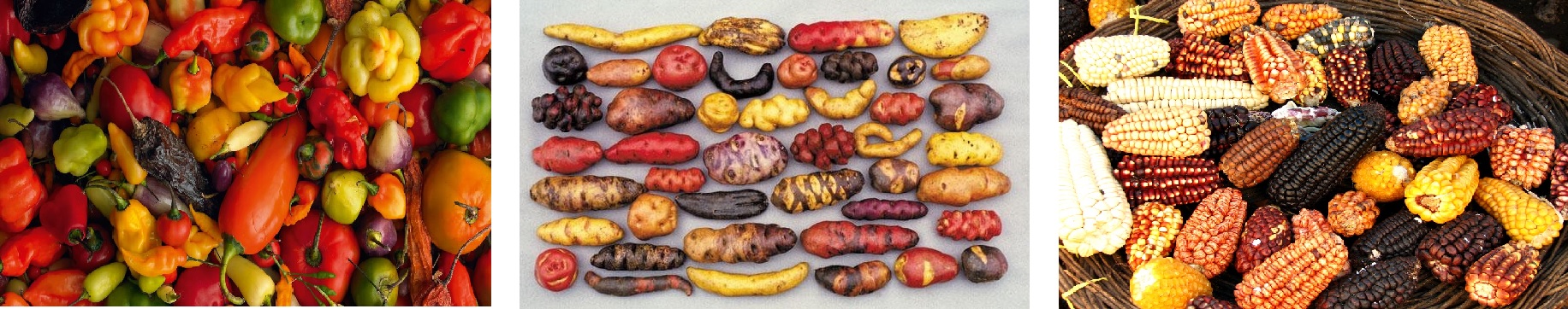 chili-majs-kartofler